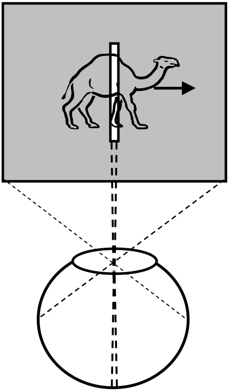 ANORTHOSCOPIC PERCEPTION